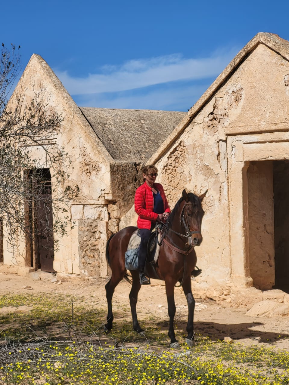 Horse 8