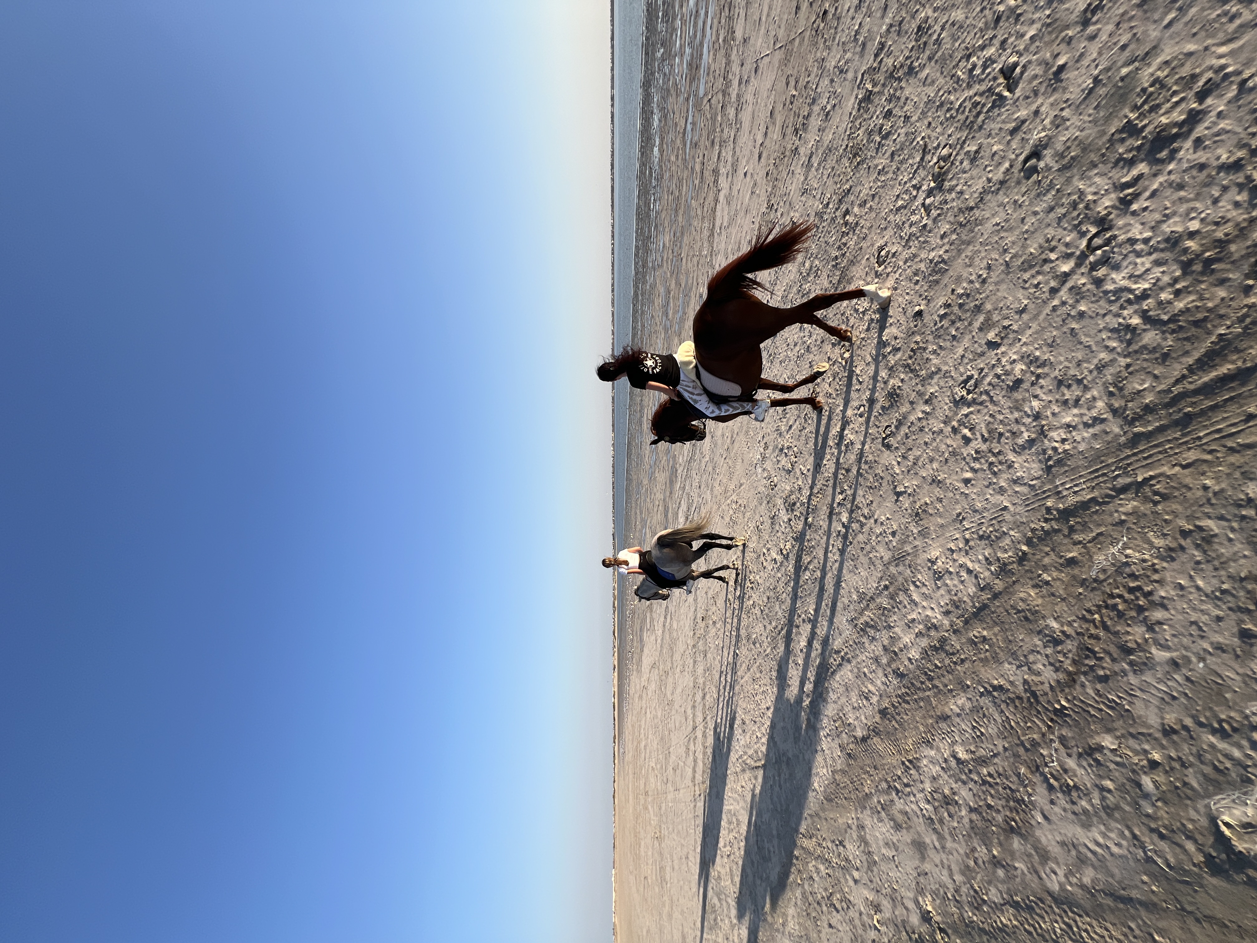 Horse 2