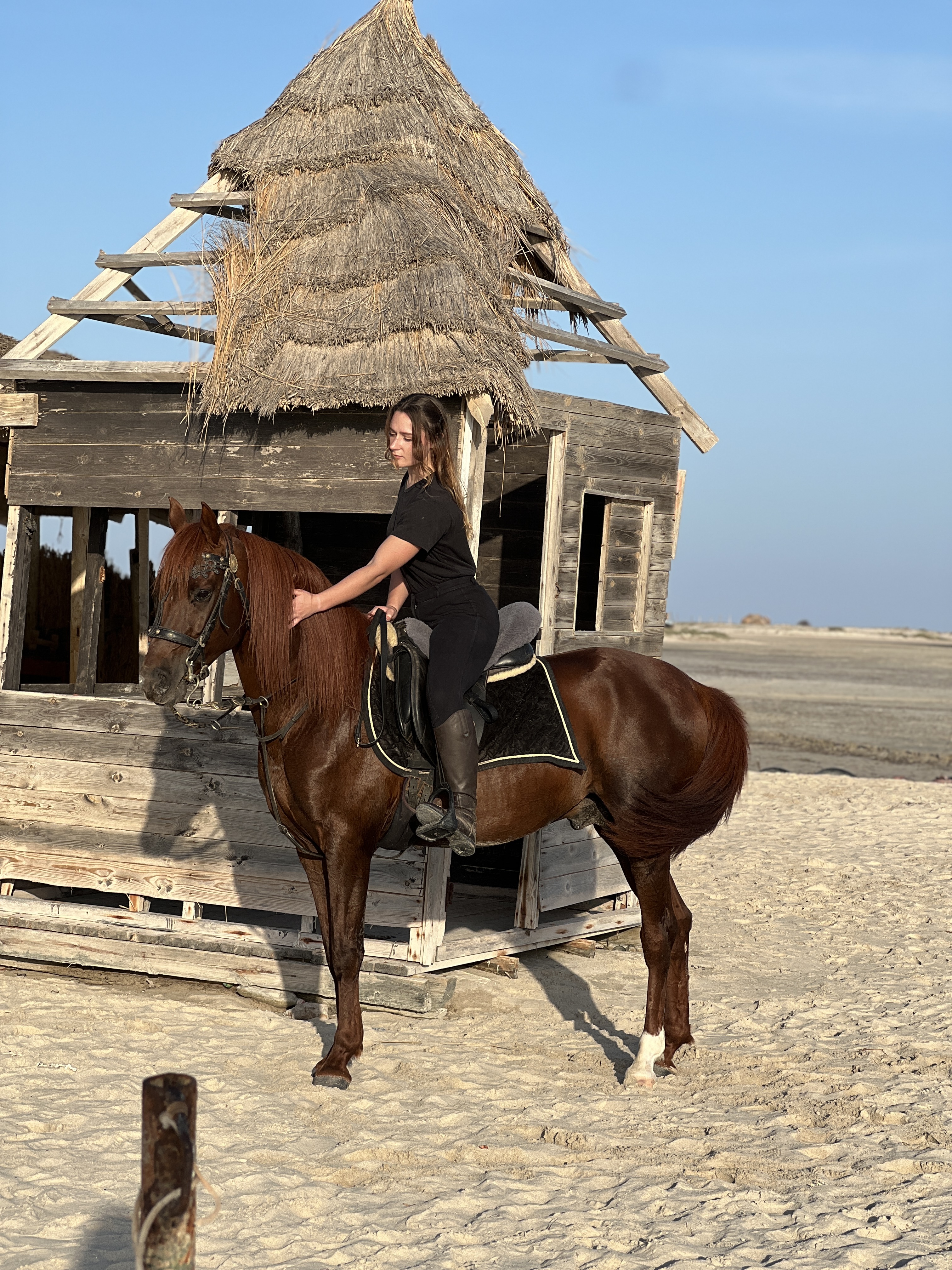 Horse 10
