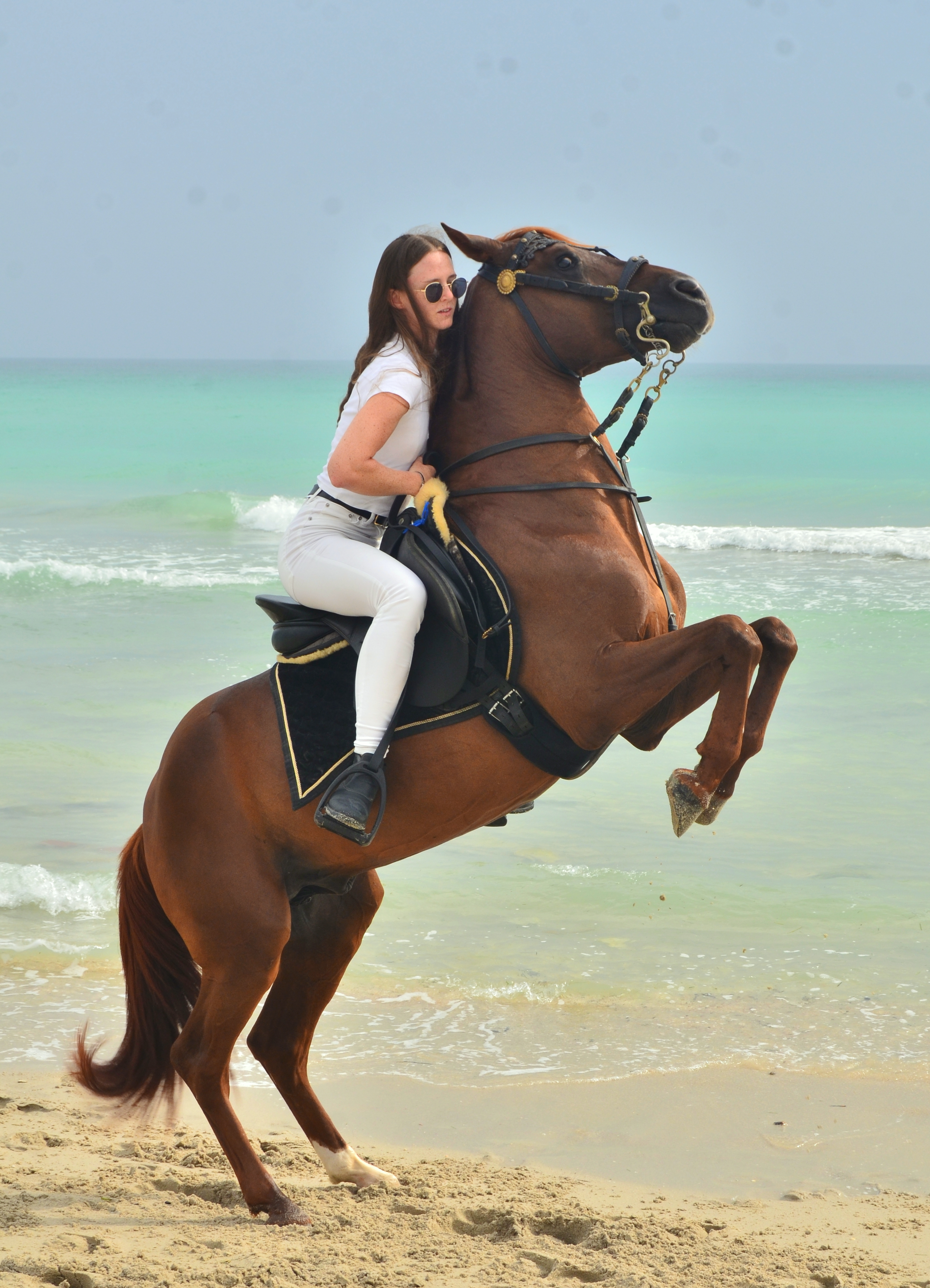 Horse 11