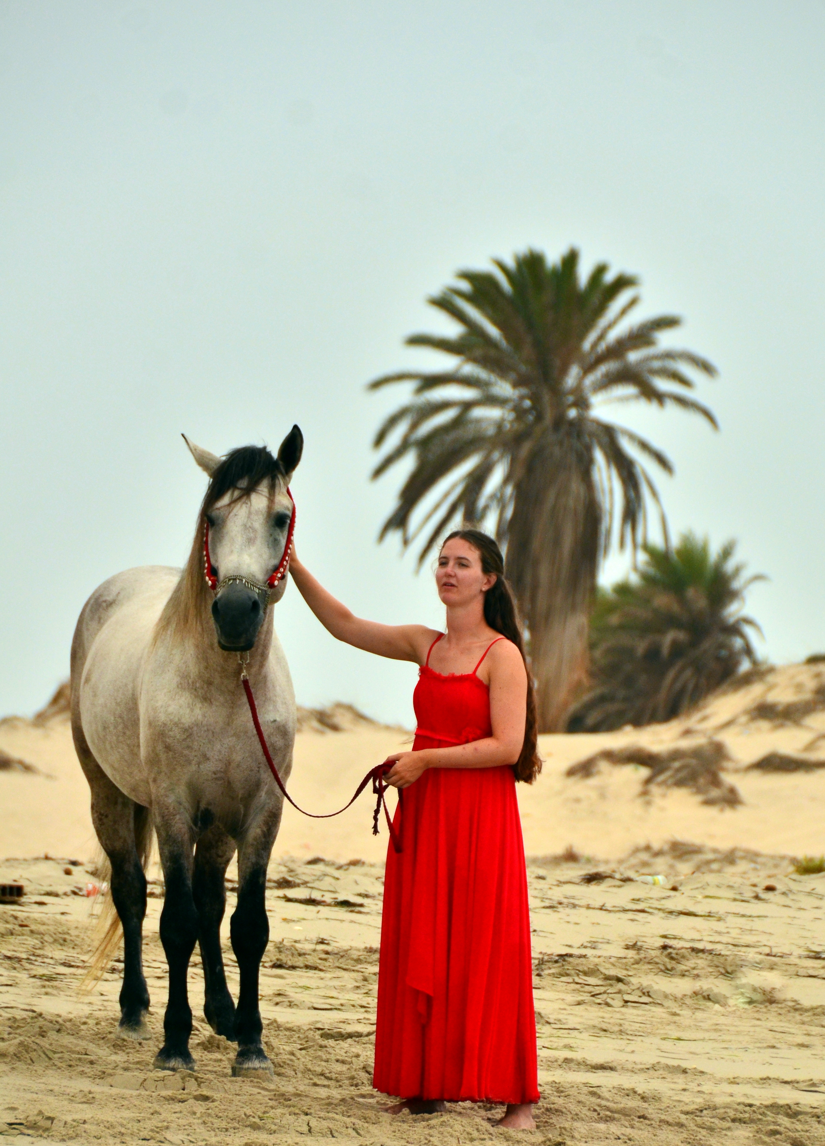 Horse 12