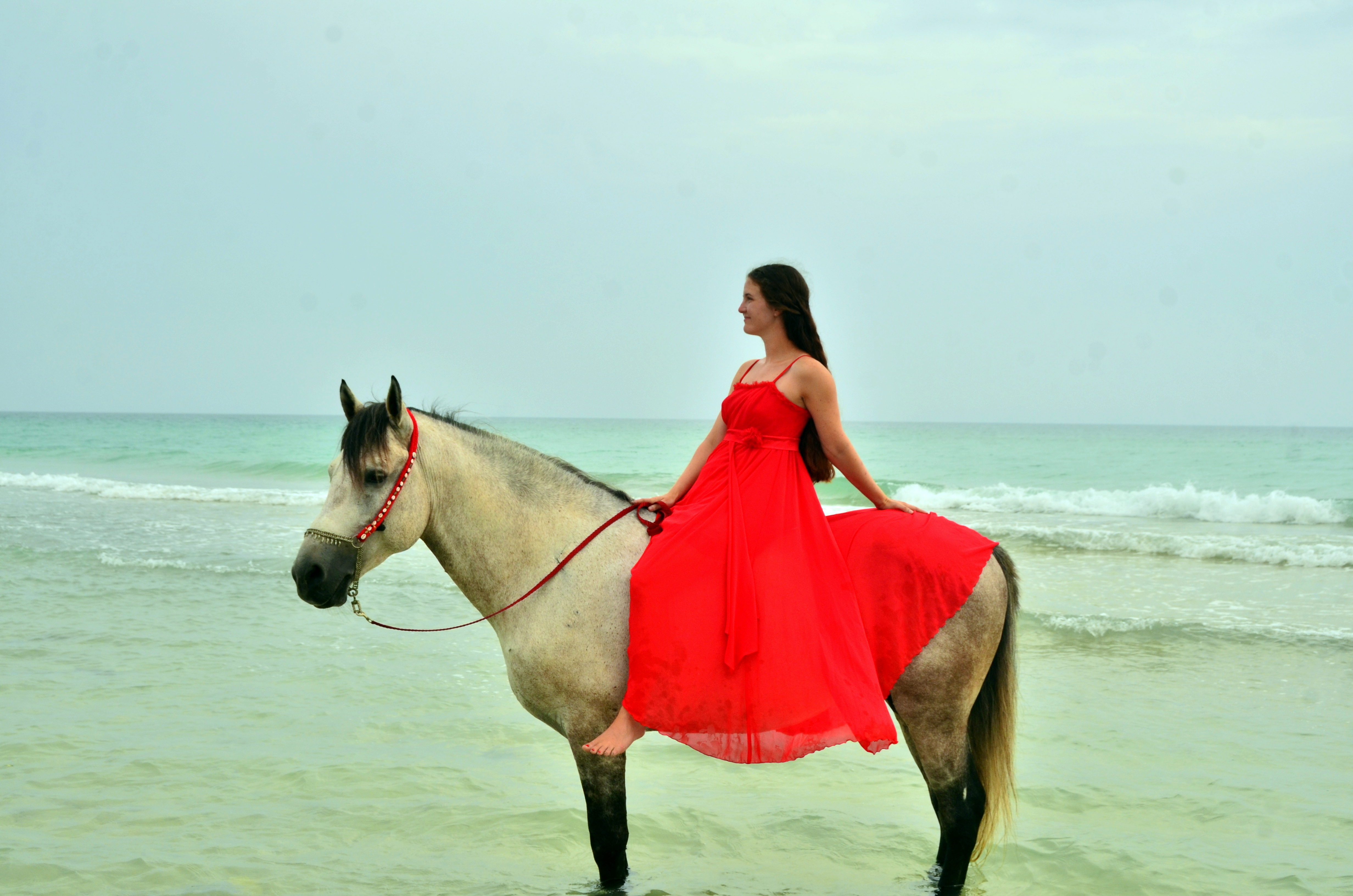 Horse 13